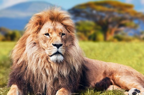 Wild lion dangerous - dangerous, animals